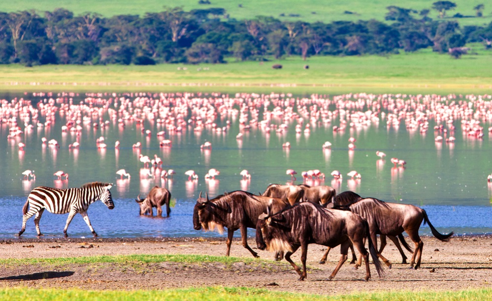 Ngorongoro