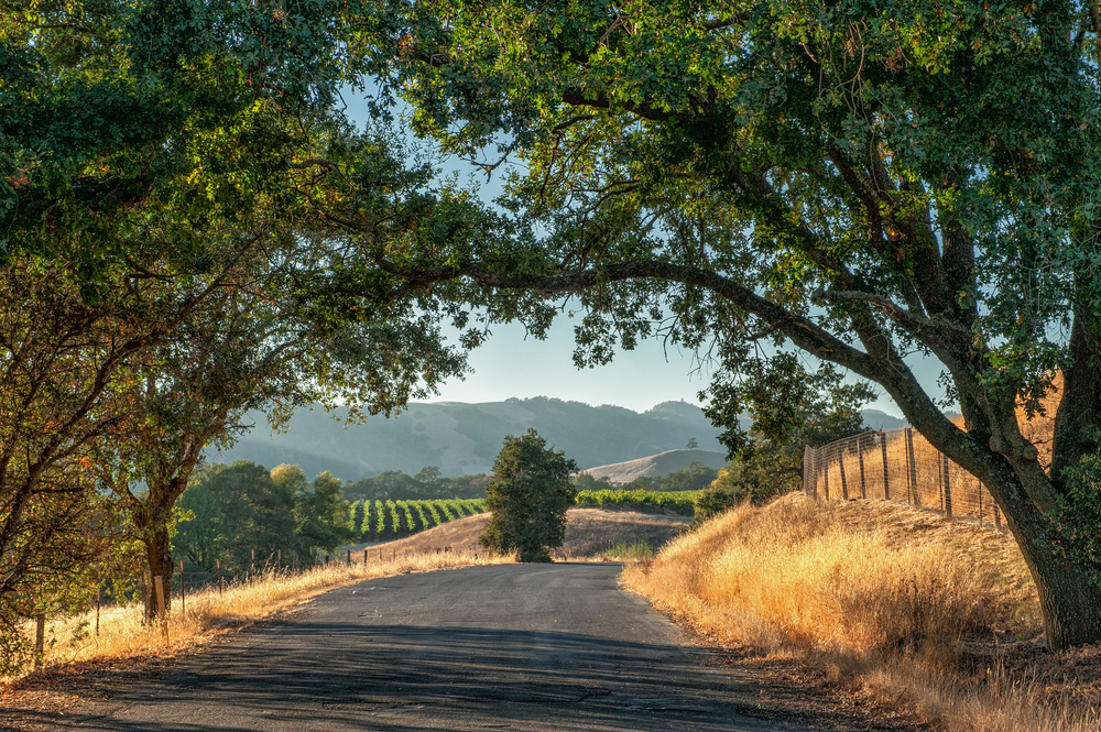 sonoma abd