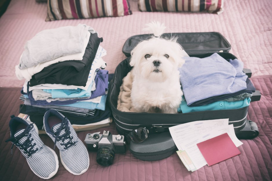 Evcil hayvanlarla uçak yolculuğu yaparken dikkat edilmesi gerekenler