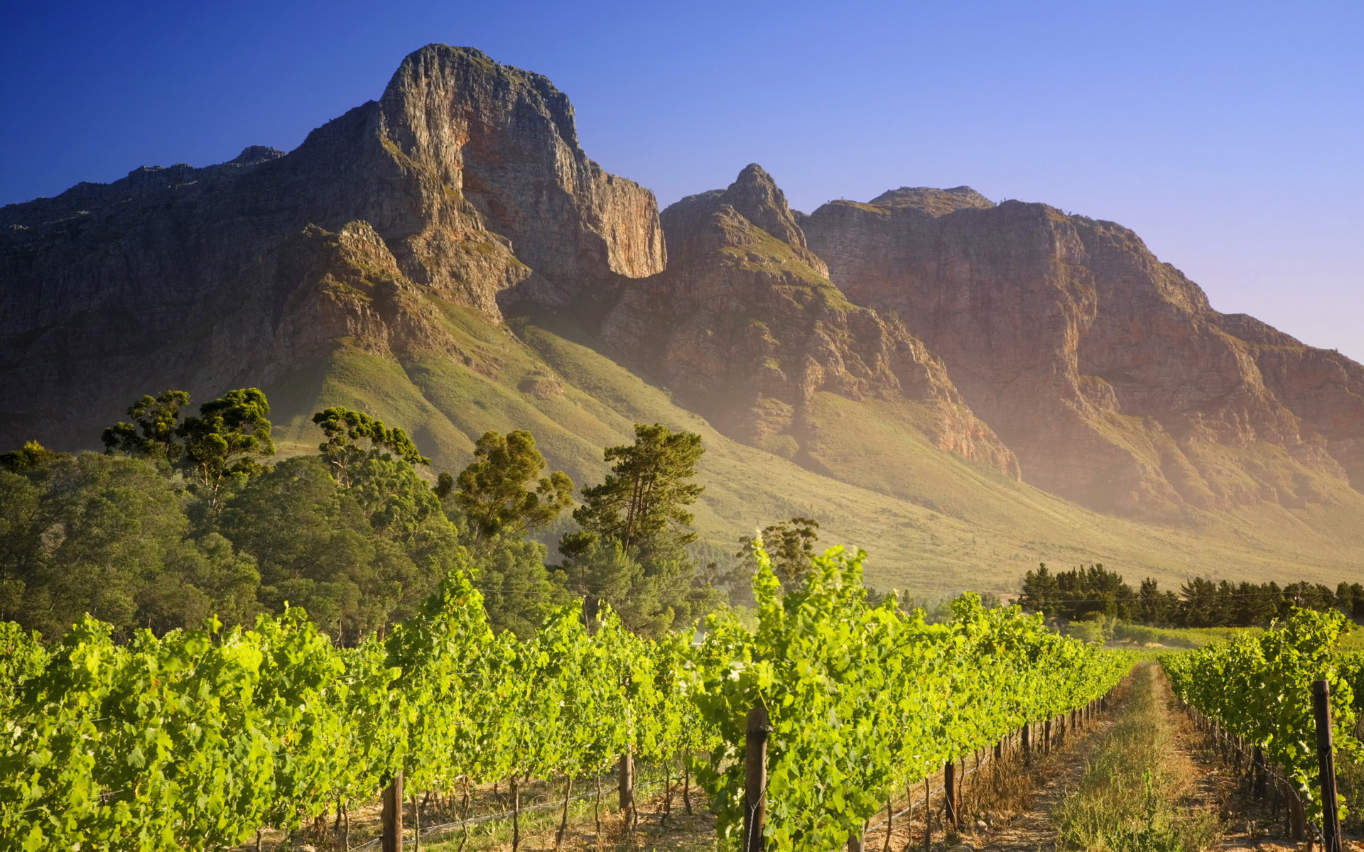 Doğa, Bereket ve Lezzet: Güney Afrika Şarap Bağları