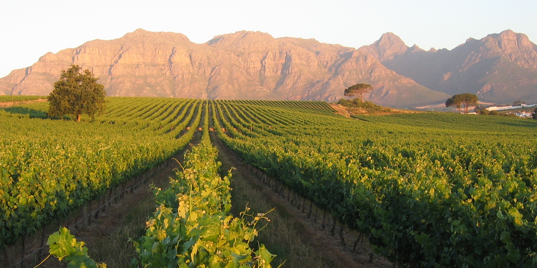 Stellenbosch