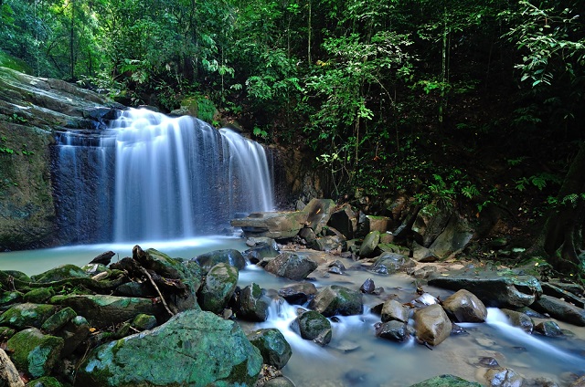 borneo yağmur ormanları