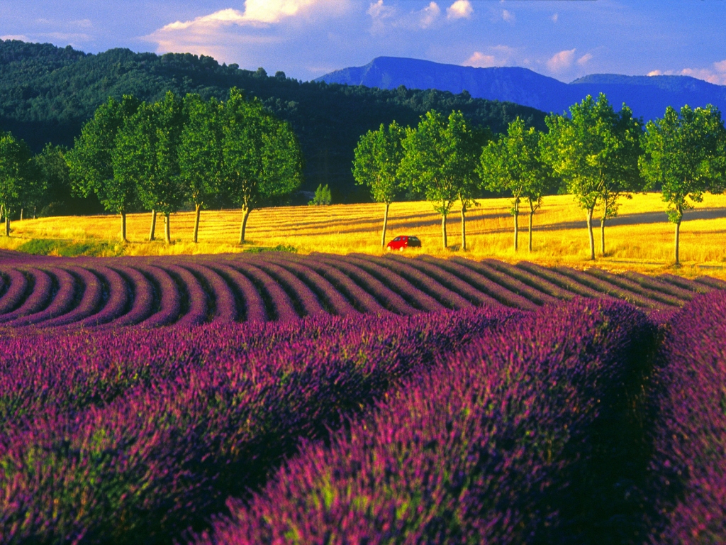 Provence'ın Lezzet Dünyasına Yolculuk