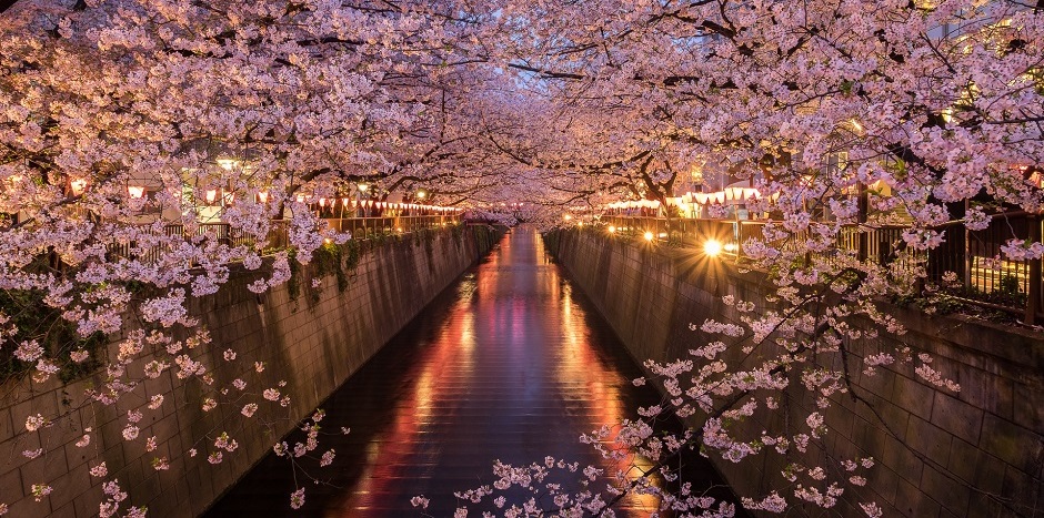 Sakura çiçeklerinin büyüleyici kenti: Tokyo